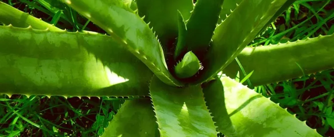 Aloe Vera