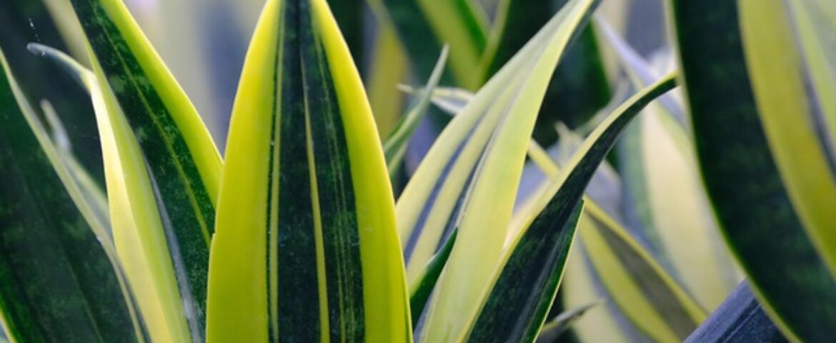 Planting Snake Plant